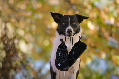 Saltic | Dog | Barfotaskor för hundsport Saltic TJÅKKO